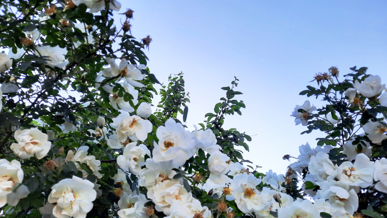 Valkoisia juhannusruusuja sinisen taivaan edessä.