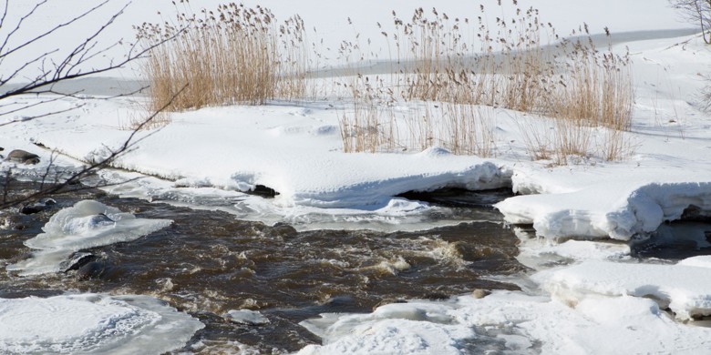 Vettä virtaa jääkannen alla. Jään ja lumen läpi törröttää kaisloja.